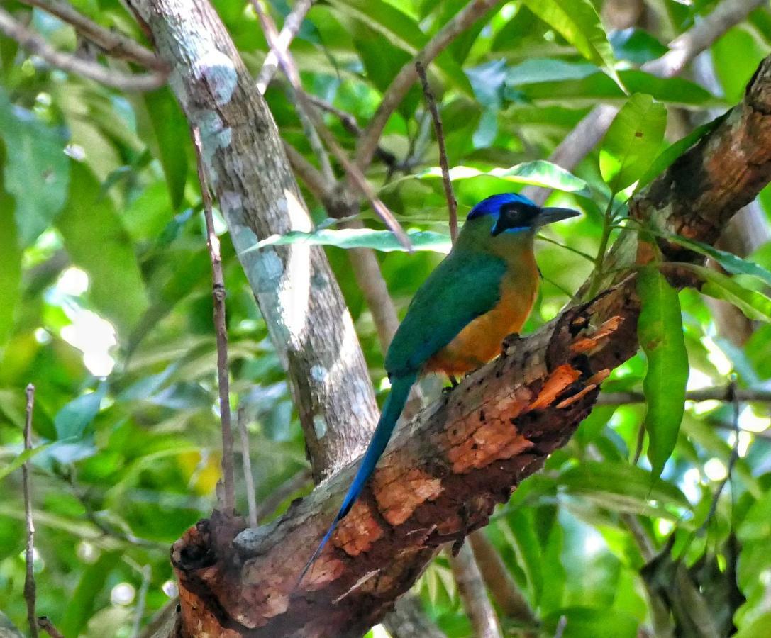 Casa Da Arvore, Sonho Na Amazonia, 2min A Pe Da *