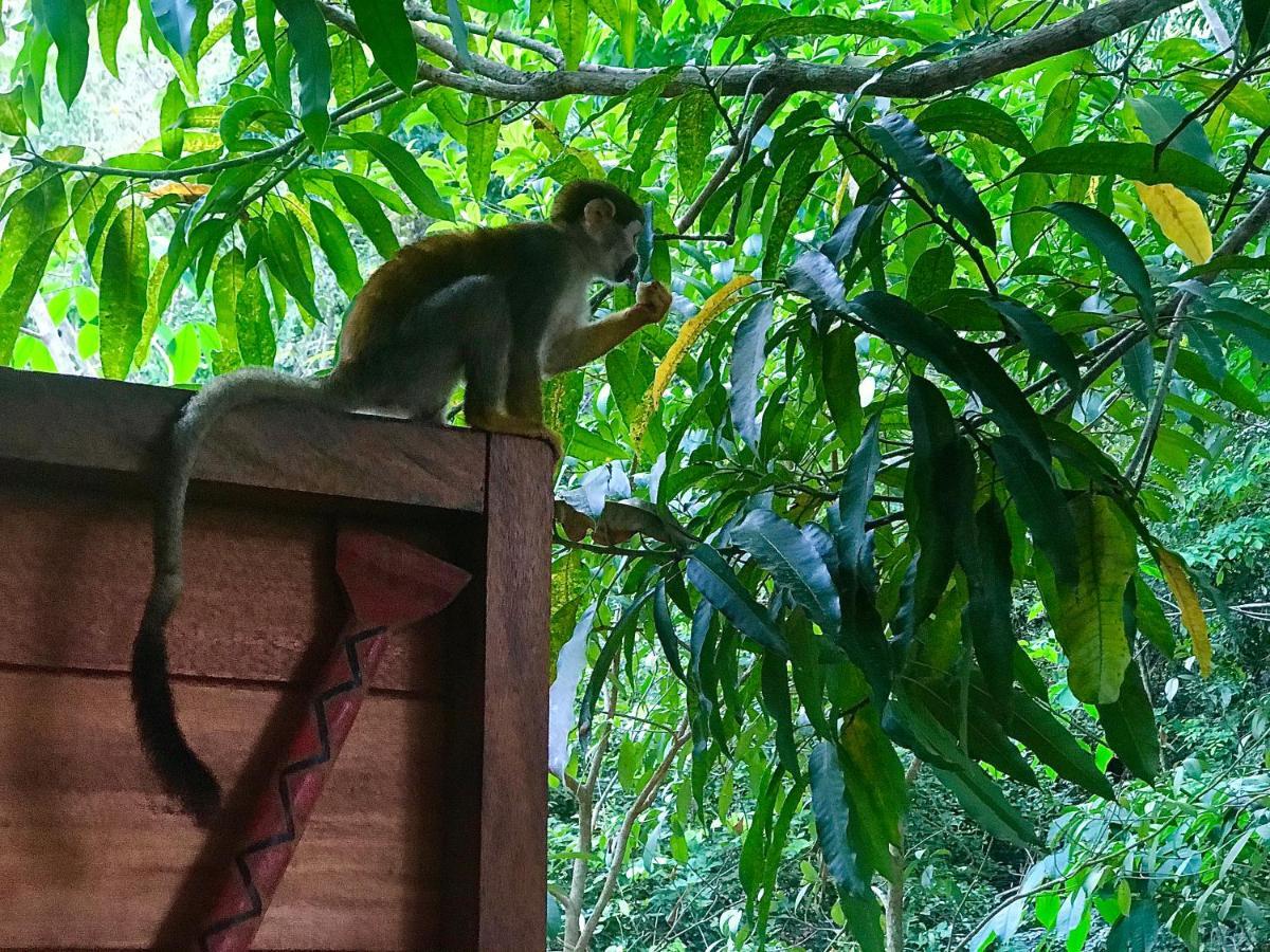 Casa Da Arvore, Sonho Na Amazonia, 2min A Pe Da * Alter do Chao